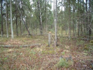 laitserallypark_kogupere_teemapark_ajalugu_rallirada_ralli_maatukk_ehitus_elutoo_2003-1