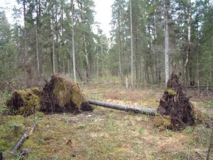 laitserallypark_kogupere_teemapark_ajalugu_rallirada_ralli_maatukk_ehitus_elutoo_2003-44