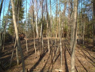 laitserallypark_kogupere_teemapark_ajalugu_rallirada_ralli_maatukk_ehitus_metsatood_elutoo_2004-10