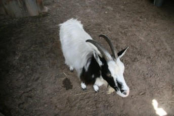 laitserallypark_kogupere_teemapark_vanaauto_uunikumid_klm_laidoneri_puhajarve_2012-280