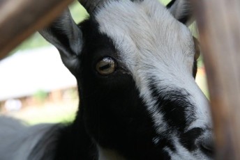 laitserallypark_kogupere_teemapark_vanaauto_uunikumid_klm_laidoneri_puhajarve_2012-281